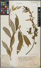 Foto von Salix alba L. x Salix fragilis L.